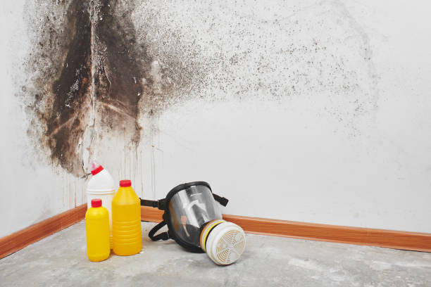 Best Certified Mold Removal  in Leipsic, OH