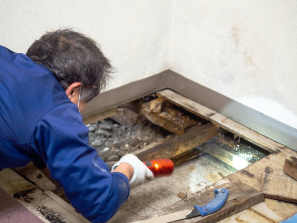 Best Professional Mold Removal  in Leipsic, OH