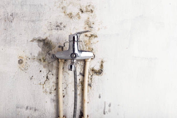 Best Local Mold Removal Service  in Leipsic, OH