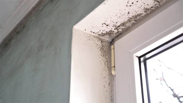 Attic Mold Removal in Leipsic, OH