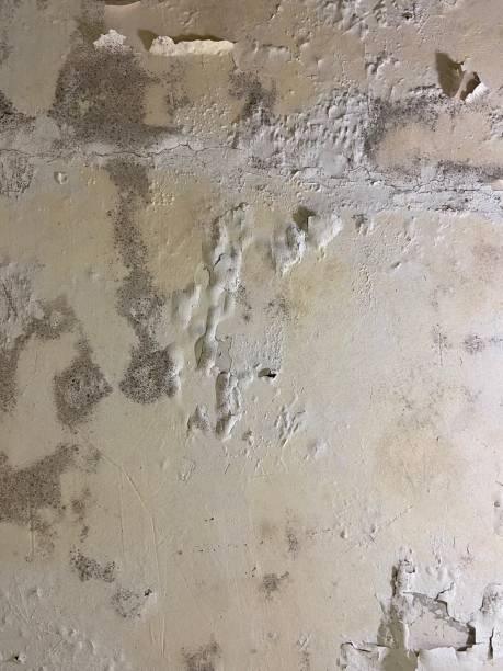 Best Crawl Space Mold Removal  in Leipsic, OH