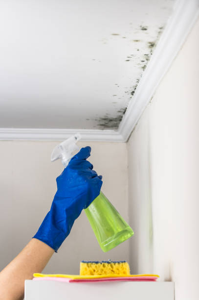 Certified Mold Removal in Leipsic, OH
